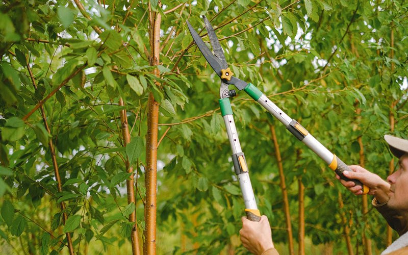 Tree trimming in Eagle River, AK